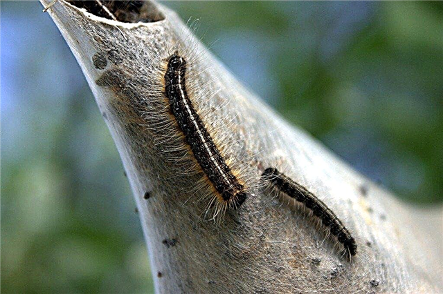 Teltorm: Telt Caterpillar hjemmemedisin