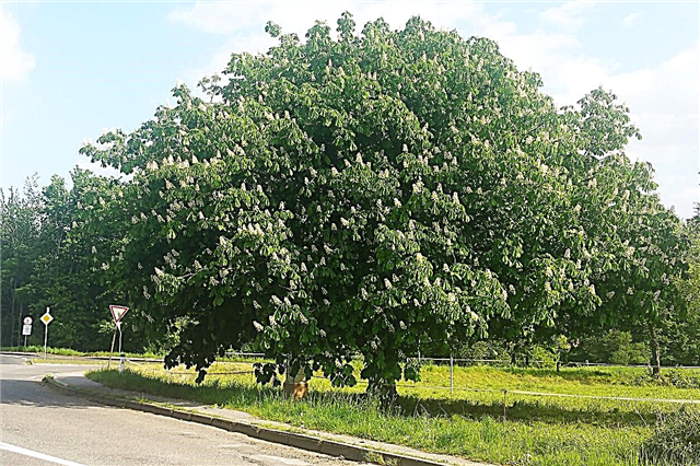 Nasiona kasztanowca: Jak wyhodować drzewo kasztanowca