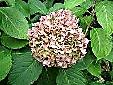 Hydrangea Winter Care: Hoe hortensia's te beschermen tegen koude en wind in de winter