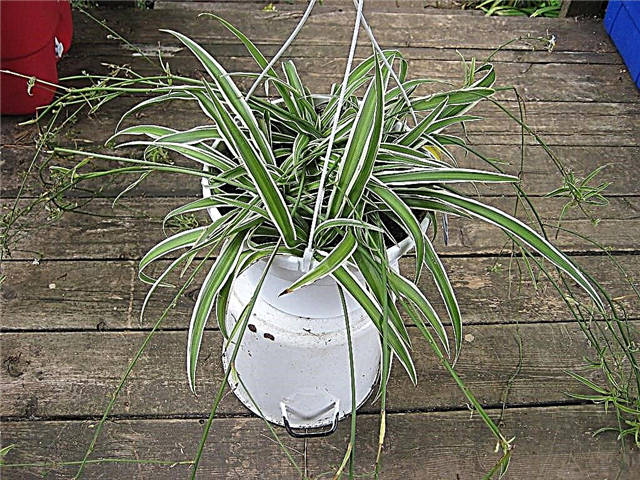 Spider Plant Care: Sfaturi pentru grădinărit pentru plante păianjen