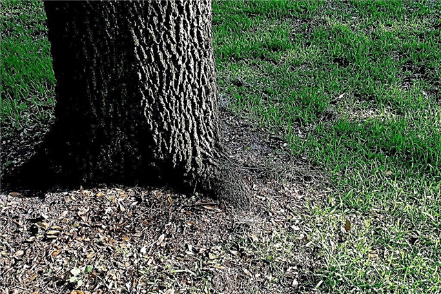 Tips for dyrking av gress under et tre
