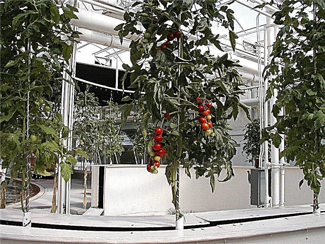 DIY aeroponics: Hvordan man laver et personligt aeroponic voksende system