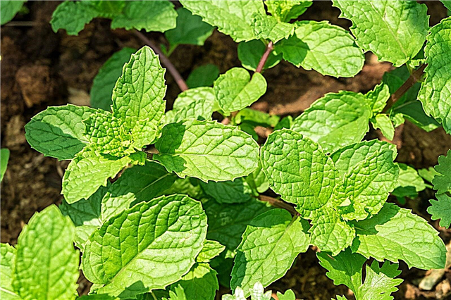 Mint invasivo - como matar plantas de hortelã