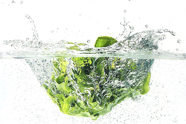 Kopfsalat reinigen: So reinigen und lagern Sie Gartensalat