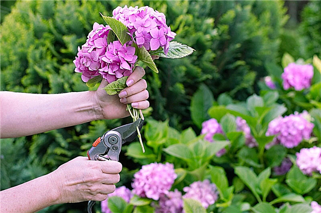 Beskær hortensiabuske: Instruktioner til beskæring af hortensia