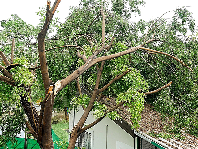 ماذا تفعل لإصلاح شجرة أضرار العاصفة