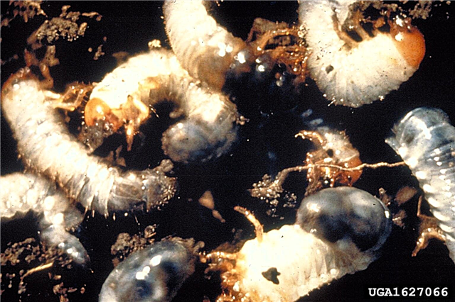 Las larvas de césped: cómo deshacerse de las larvas de gusanos