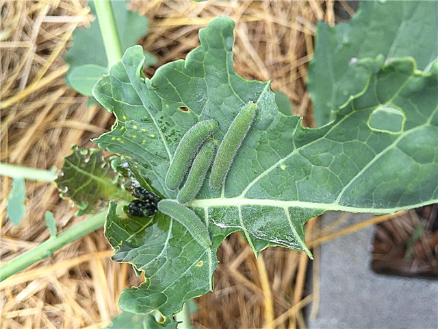Viermi în broccoli - Caterpillars în The Broccoli Head