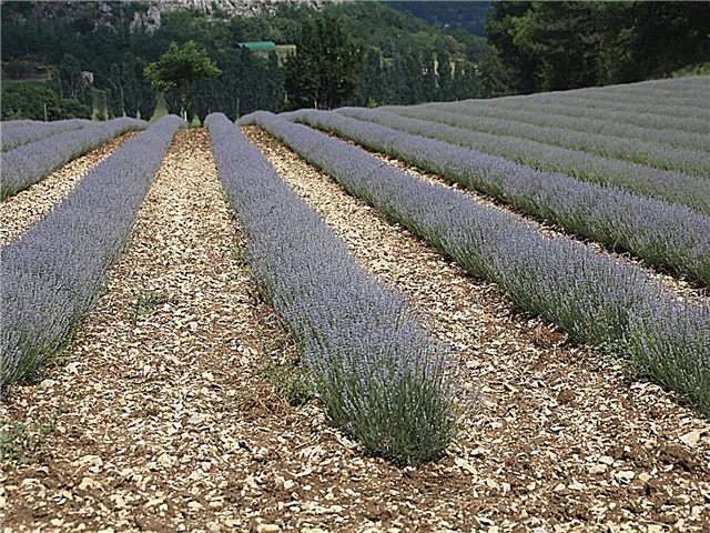 Lavendel Mulching Tips: Lær om mulch for lavendelplanter