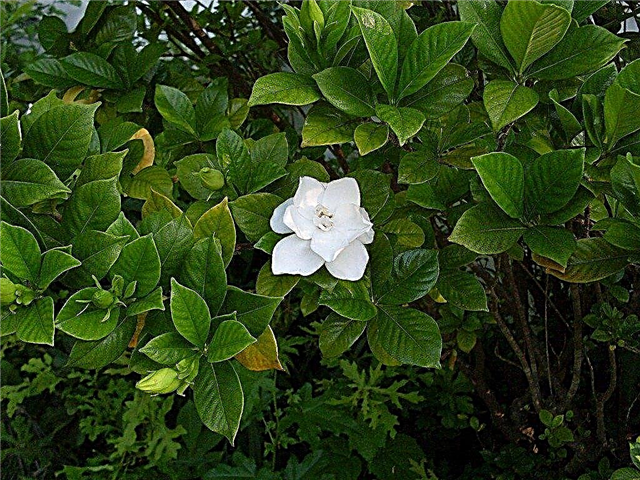 Gardenia ziedi - Gardenia pumpuri, kas nokrīt