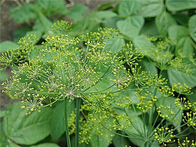 Tips til hvordan man dyrker Dill Weed Plants