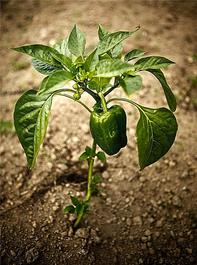Dažnos pipirų augalų problemos - pipirinių augalų ligos ir kenkėjai