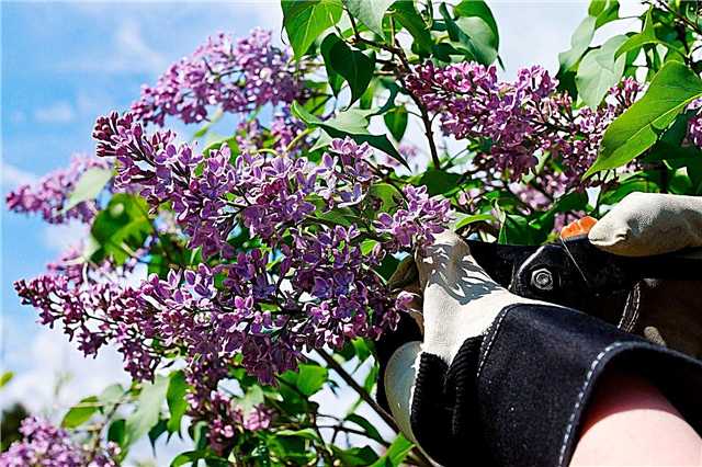 Poda de arbustos de lila: cuándo recortar arbustos de lila