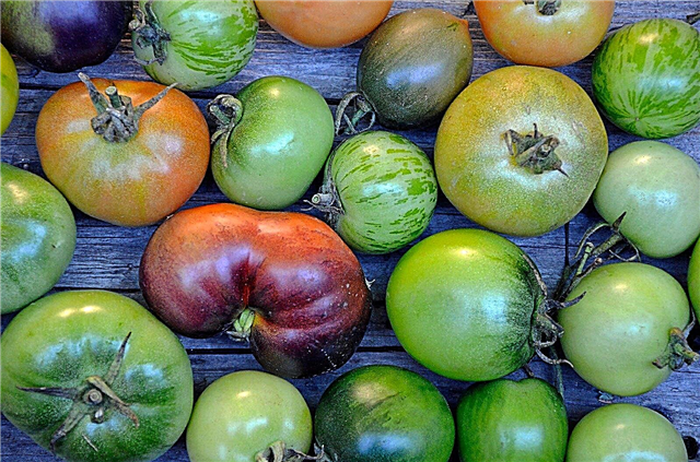 Kako pretvoriti zelene rajčice u crvene boje i kako pohraniti rajčice na jesen