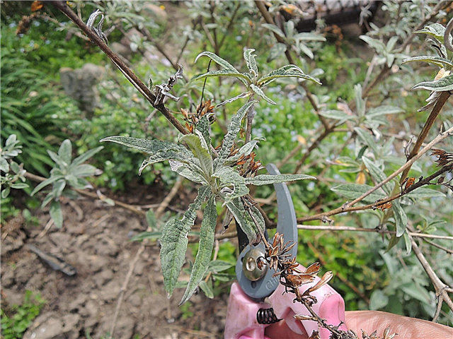 Butterfly Bush Pruning - Cách tỉa một Bush Bush