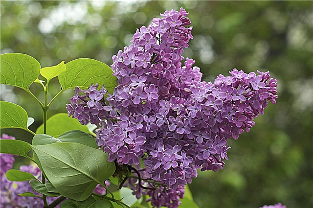 Lilac Care - Trồng và Trồng Cây Lilac Bush