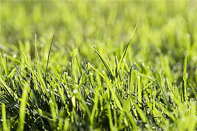 Wie man Gras auf natürliche Weise tötet - Töte unerwünschtes Gras in deinem Garten