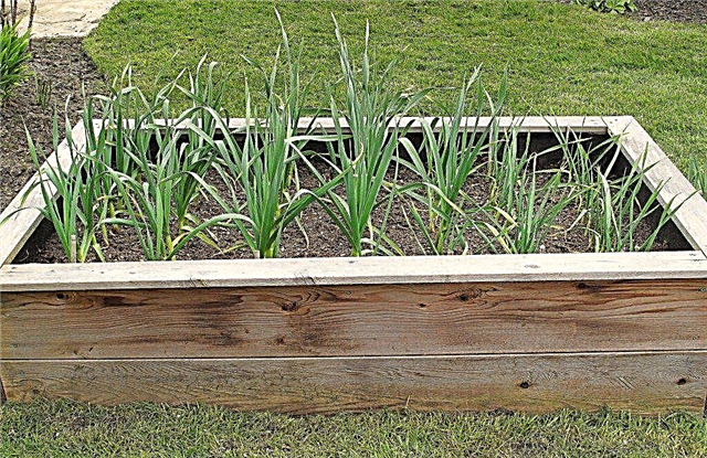 زراعة الثوم - كيف تزرع وتنمو الثوم في حديقتك