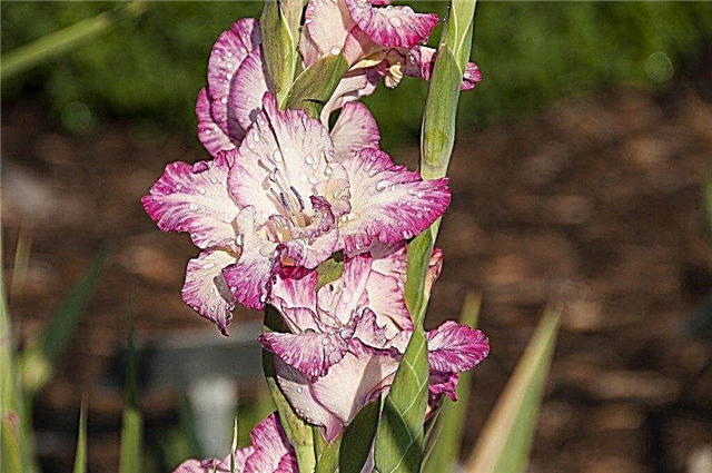 Care Of Gladiolus - Cara Menanam Gladiol Di Kebun Anda