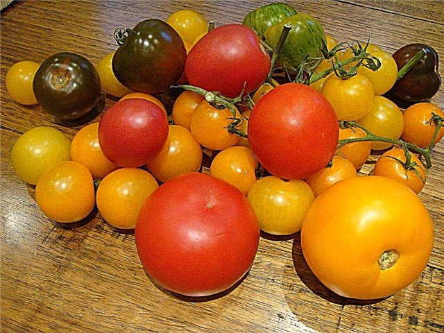 Домати сортове и цвят: Научете за различни домати цветове