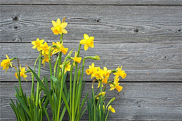 Dicas de cuidados com o plantio de narcisos: Como plantar narcisos em seu jardim