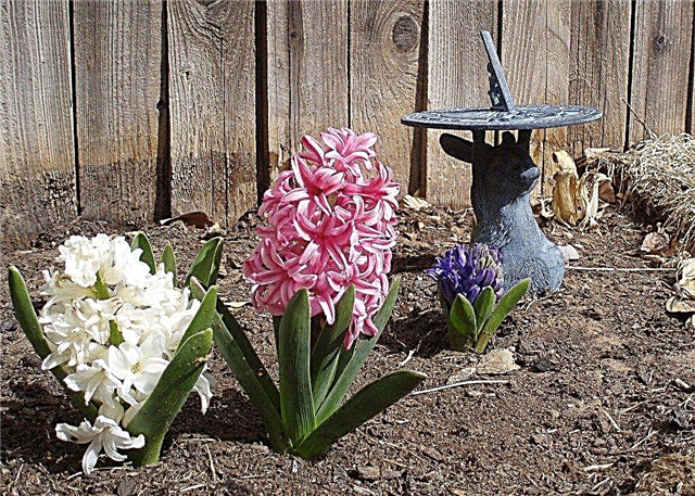 Bulbi de flori de giacint: plantarea și îngrijirea zambetelor în grădină