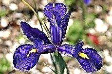 Iris laten groeien: tips voor het planten van irissen in het Nederlands, Engels en Spaans