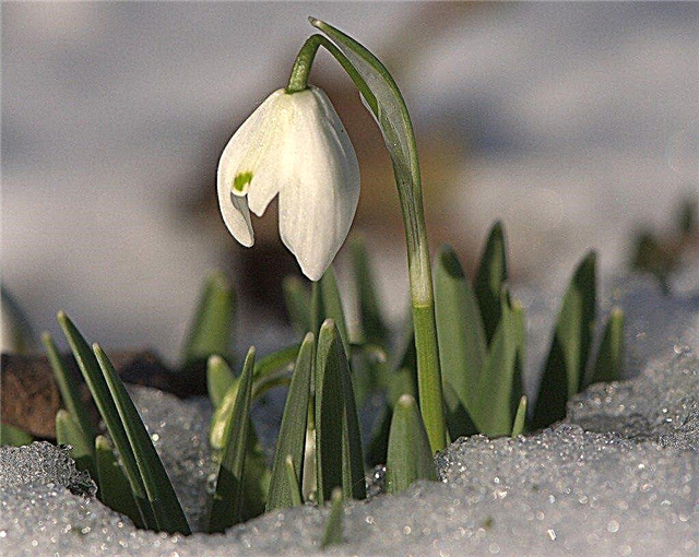Informations sur les perce-neige et quand planter des bulbes de fleurs de perce-neige