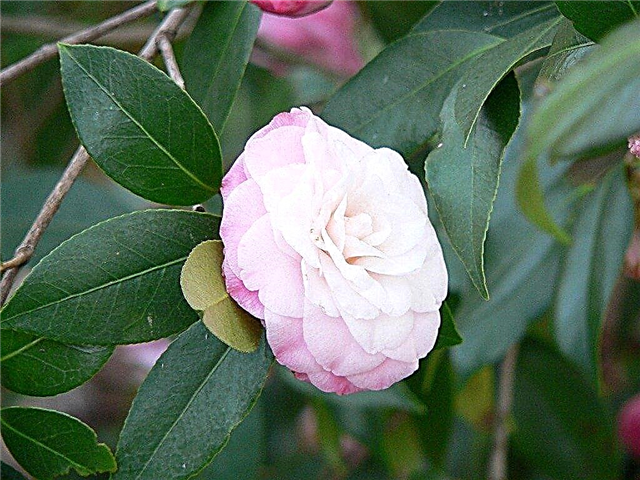 Călugăriile de podă: Cum să pruneți o plantă Camellia