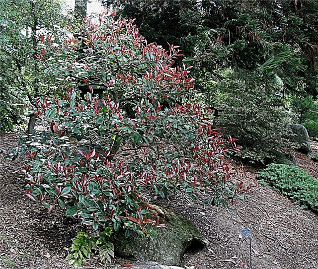 Wachsende Photinia-Pflanzen mit roter Spitze