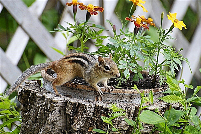Controle de esquilos: Eliminando esquilos do seu jardim