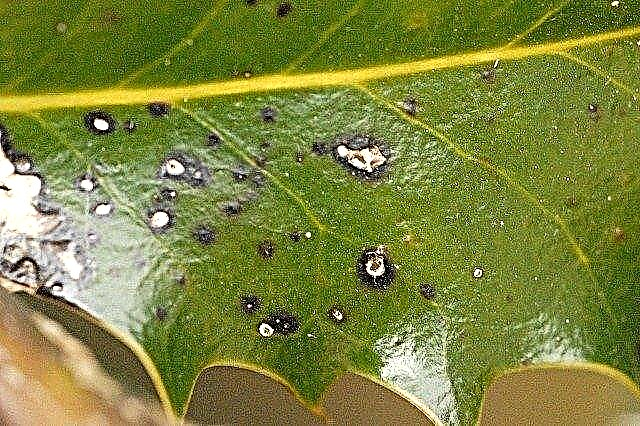 Hulstproblemen: Holly Leaf Spot of Holly Tar Spot