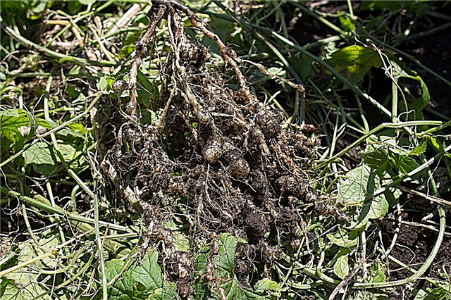 Enfermedad del nematodo del nudo de la raíz: una causa de retraso en el crecimiento de las plantas
