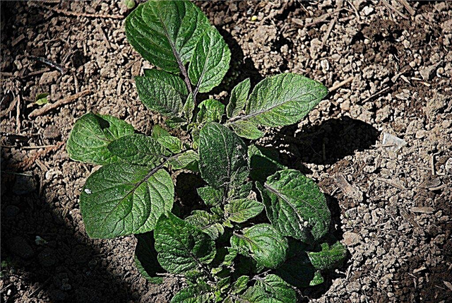 كيف تنمو البطاطا: متى تزرع البطاطس