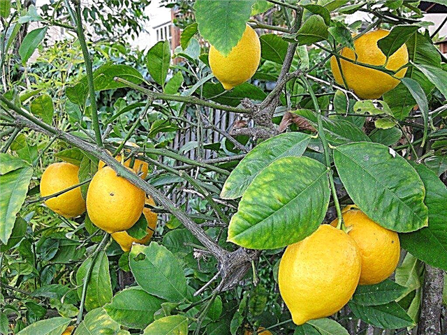 Fertiliser les citrons: en savoir plus sur l'engrais pour un citronnier