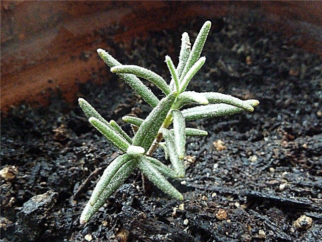 Wie man eine Rosmarinpflanze vermehrt