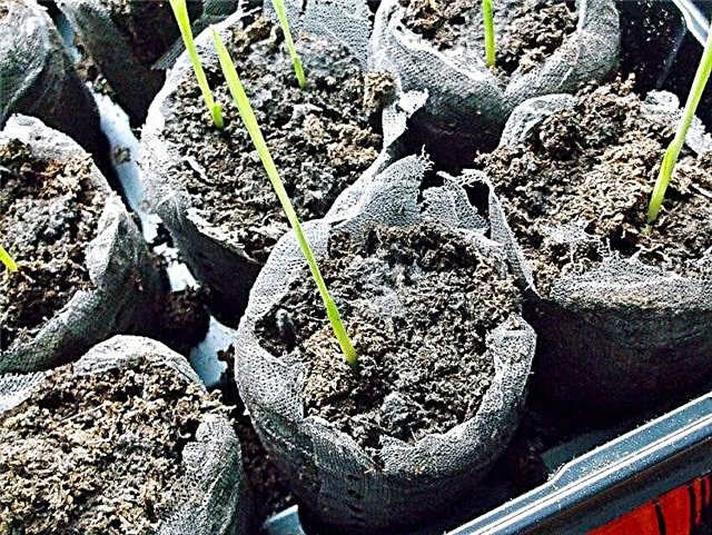 Verhinderung von weißem, flauschigem Pilz auf Samenstartboden