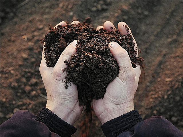 Поради щодо сталого садівництва - створення стійкого ґрунтового ґрунту