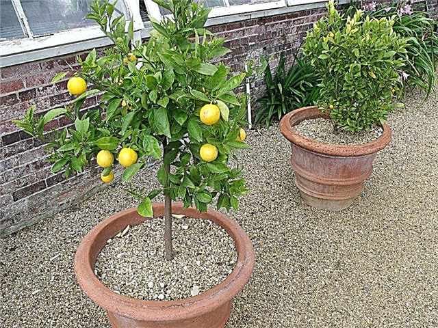Arbori de fructe pitice - un ghid de plantare pentru pomii de fructe în containere
