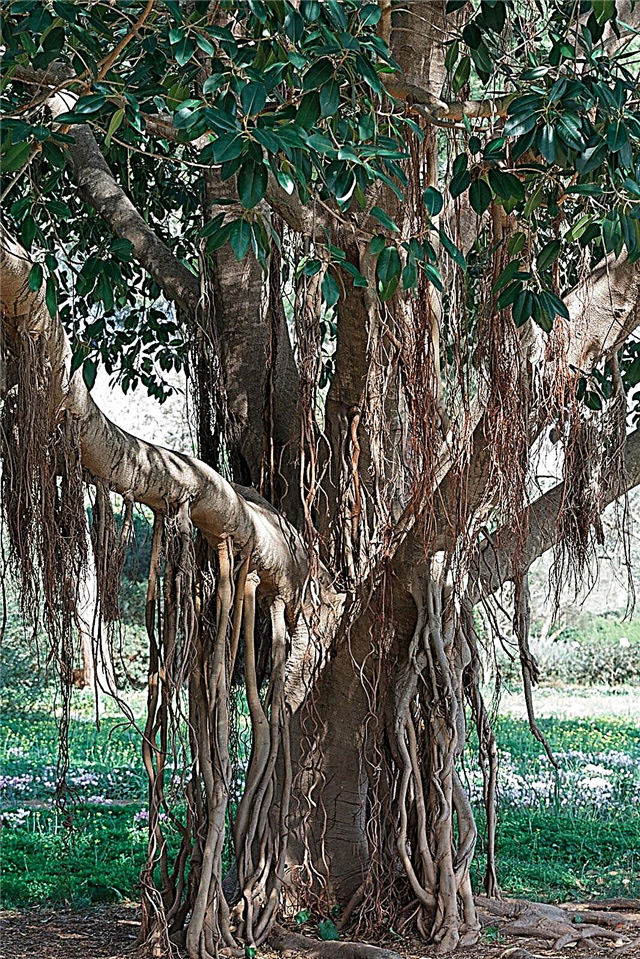 Cultivo de uma árvore Banyan