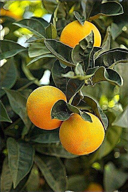 Fertilizing Citrus Trees - Best Practices for Citrus Fertilizing