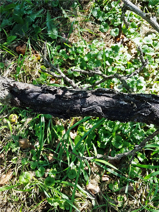 Identificación de la enfermedad de los árboles: hongo de chancro hollín