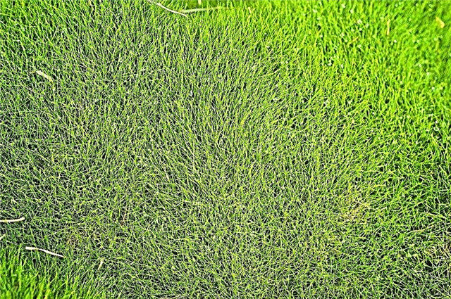Faktai apie „Zoysia Grass“: „Zoysia grass“ problemos