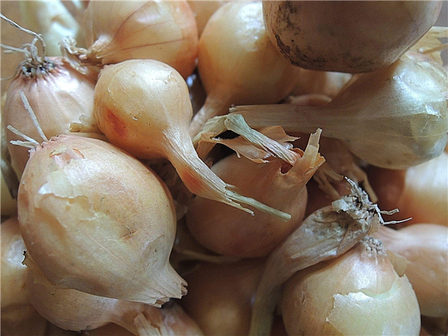 Jak ukládat sady cibule: Ukládání cibule pro výsadbu