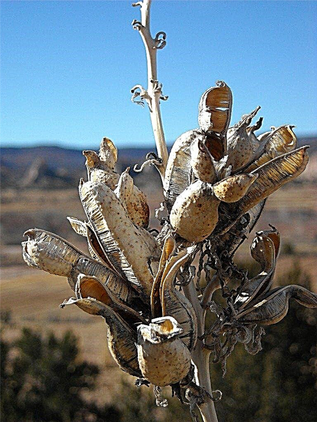 A Yucca növény szaporodása