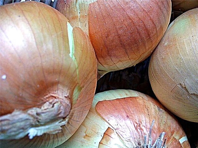 Información de cebolla: consejos para cultivar cebollas grandes