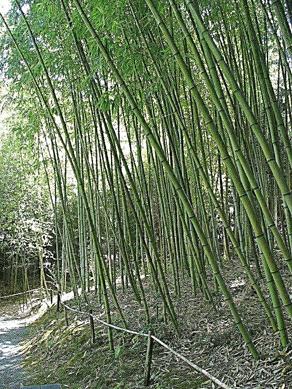 Cuidar plantas de bambú en su jardín