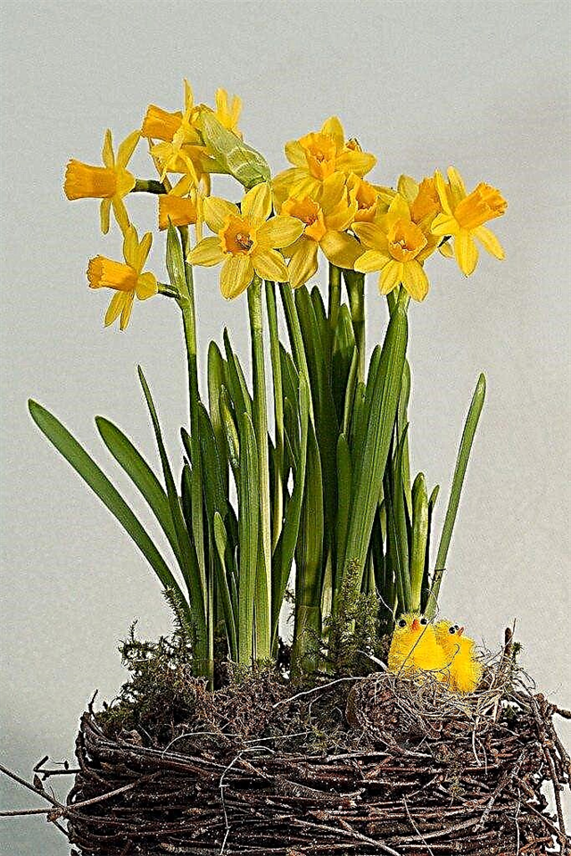 Narcissen binnenshuis kweken - narcissen tot bloei brengen