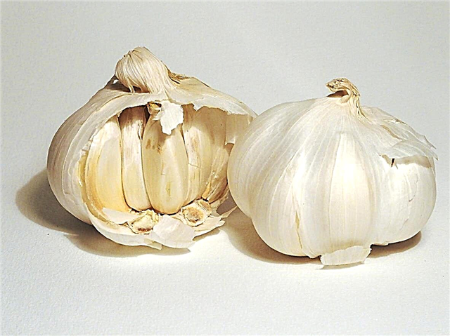 Lorz Garlic Info Growing - เรียนรู้เกี่ยวกับการดูแลพืชกระเทียมของ Lorz