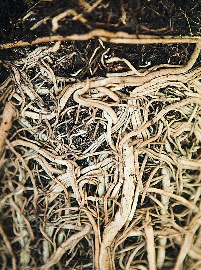 당신은 당신의 식물을 재배치해야합니다 : 해피 루트 바운드 관엽 식물